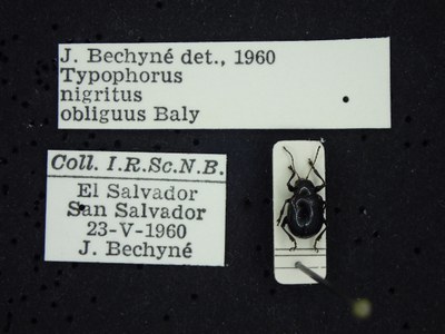BE-RBINS-ENT Typophorus nigritus obliguus K30_D06_001 Label.JPG BE-RBINS-ENT Typophorus nigritus obliguus K30_D06_001 Label.JPG
