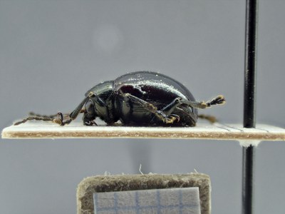 BE-RBINS-ENT Typophorus nigritus obliguus K30_D06_001 Lateral.jpg BE-RBINS-ENT Typophorus nigritus obliguus K30_D06_001 Lateral.jpg