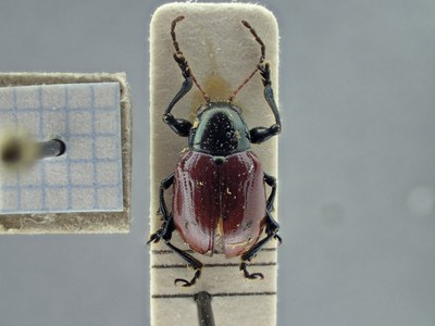 BE-RBINS-ENT Typophorus nigritus obliguus K30_D06_002 Dorsal.jpg BE-RBINS-ENT Typophorus nigritus obliguus K30_D06_002 Dorsal.jpg