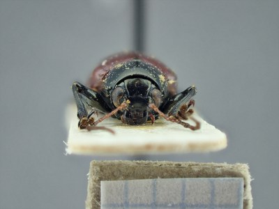 BE-RBINS-ENT Typophorus nigritus obliguus K30_D06_002 Frontal.jpg BE-RBINS-ENT Typophorus nigritus obliguus K30_D06_002 Frontal.jpg