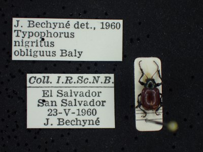 BE-RBINS-ENT Typophorus nigritus obliguus K30_D06_002 Label.JPG BE-RBINS-ENT Typophorus nigritus obliguus K30_D06_002 Label.JPG