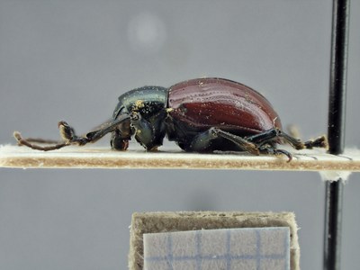 BE-RBINS-ENT Typophorus nigritus obliguus K30_D06_002 Lateral.jpg BE-RBINS-ENT Typophorus nigritus obliguus K30_D06_002 Lateral.jpg