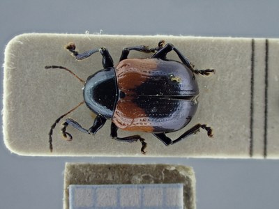 BE-RBINS-ENT Typophorus nigritus obliguus K30_D06_003 Dorsal.jpg BE-RBINS-ENT Typophorus nigritus obliguus K30_D06_003 Dorsal.jpg
