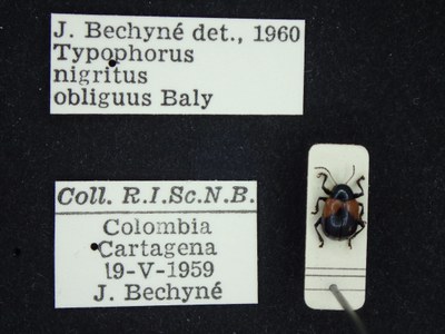 BE-RBINS-ENT Typophorus nigritus obliguus K30_D06_003 Label.JPG