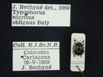 BE-RBINS-ENT Typophorus nigritus obliguus K30_D06_003 Label.JPG BE-RBINS-ENT Typophorus nigritus obliguus K30_D06_003 Label.JPG