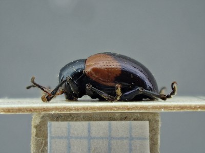 BE-RBINS-ENT Typophorus nigritus obliguus K30_D06_003 Lateral.jpg BE-RBINS-ENT Typophorus nigritus obliguus K30_D06_003 Lateral.jpg