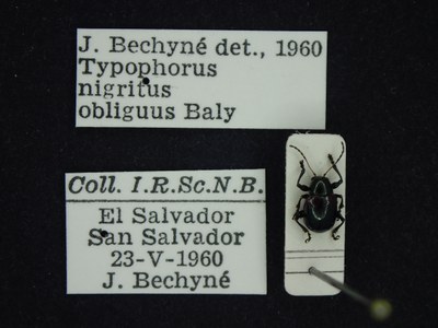 BE-RBINS-ENT Typophorus nigritus obliguus K30_D06_004 Label.JPG