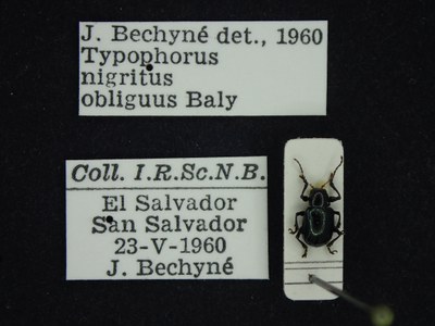 BE-RBINS-ENT Typophorus nigritus obliguus K30_D06_005 Label.JPG