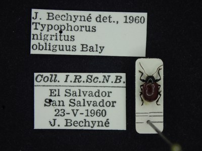 BE-RBINS-ENT Typophorus nigritus obliguus K30_D06_007 Label.JPG