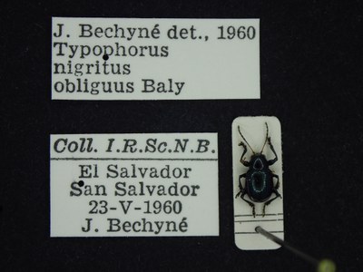 BE-RBINS-ENT Typophorus nigritus obliguus K30_D06_010 Label.JPG