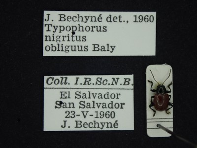 BE-RBINS-ENT Typophorus nigritus obliguus K30_D06_011 Label.JPG