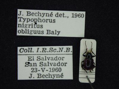 BE-RBINS-ENT Typophorus nigritus obliguus K30_D06_012 Label.JPG