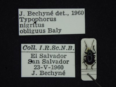 BE-RBINS-ENT Typophorus nigritus obliguus K30_D06_015 Label.JPG