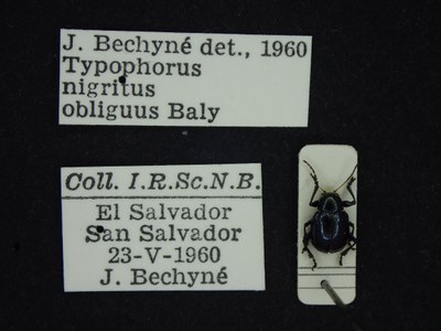 BE-RBINS-ENT Typophorus nigritus obliguus K30_D06_023 Label.JPG