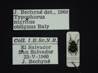 BE-RBINS-ENT Typophorus nigritus obliguus K30_D06_024 Label.JPG
