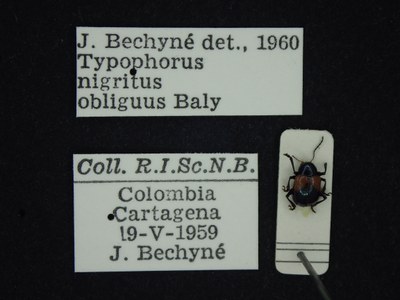 BE-RBINS-ENT Typophorus nigritus obliguus K30_D06_026 Label.JPG