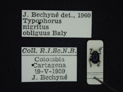 BE-RBINS-ENT Typophorus nigritus obliguus K30_D06_027 Label.JPG