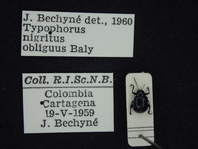 BE-RBINS-ENT Typophorus nigritus obliguus K30_D06_031 Label.JPG