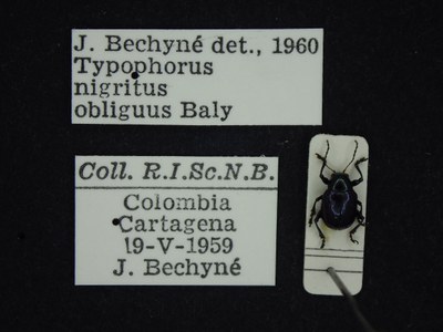 BE-RBINS-ENT Typophorus nigritus obliguus K30_D06_033 Label.JPG