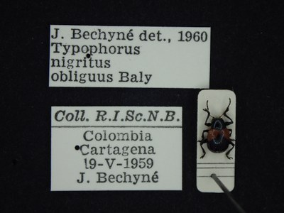 BE-RBINS-ENT Typophorus nigritus obliguus K30_D06_036 Label.JPG