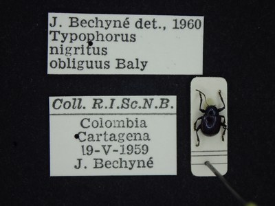 BE-RBINS-ENT Typophorus nigritus obliguus K30_D06_037 Label.JPG