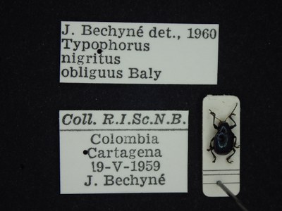 BE-RBINS-ENT Typophorus nigritus obliguus K30_D06_038 Label.JPG