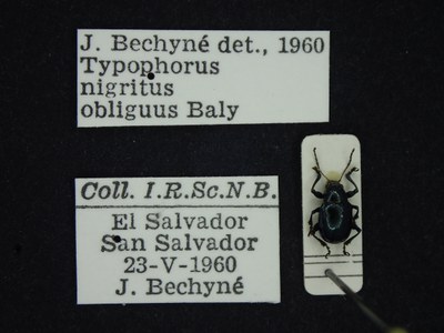BE-RBINS-ENT Typophorus nigritus obliguus K30_D06_039 Label.JPG