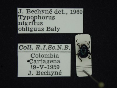 BE-RBINS-ENT Typophorus nigritus obliguus K30_D06_041 Label.JPG