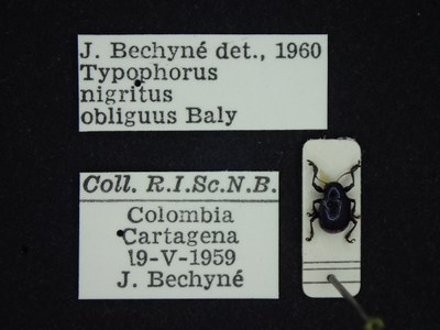 BE-RBINS-ENT Typophorus nigritus obliguus K30_D06_044 Label.JPG