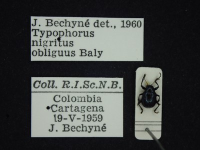 BE-RBINS-ENT Typophorus nigritus obliguus K30_D06_047 Label.JPG