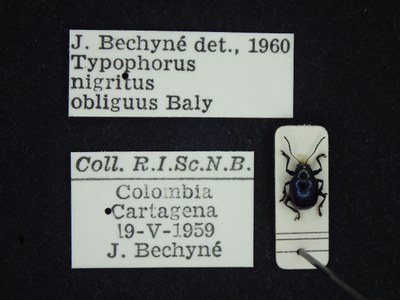 BE-RBINS-ENT Typophorus nigritus obliguus K30_D06_049 Label.JPG