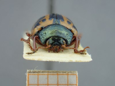 BE-RBINS-ENT Calligrapha fulvipes K33_Calligrapha_084 Frontal.jpg BE-RBINS-ENT Calligrapha fulvipes K33_Calligrapha_084 Frontal.jpg