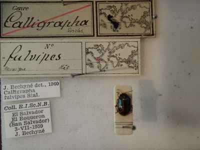 BE-RBINS-ENT Calligrapha fulvipes K33_Calligrapha_085 Label.JPG BE-RBINS-ENT Calligrapha fulvipes K33_Calligrapha_085 Label.JPG