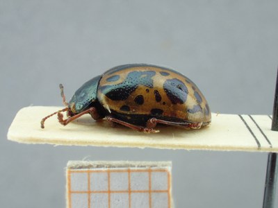 BE-RBINS-ENT Calligrapha fulvipes K33_Calligrapha_085 Lateral.jpg BE-RBINS-ENT Calligrapha fulvipes K33_Calligrapha_085 Lateral.jpg