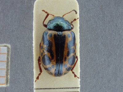 BE-RBINS-ENT Calligrapha fulvipes K33_Calligrapha_087 Dorsal.jpg BE-RBINS-ENT Calligrapha fulvipes K33_Calligrapha_087 Dorsal.jpg