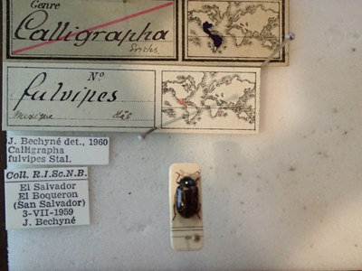 BE-RBINS-ENT Calligrapha fulvipes K33_Calligrapha_087 Label.JPG BE-RBINS-ENT Calligrapha fulvipes K33_Calligrapha_087 Label.JPG