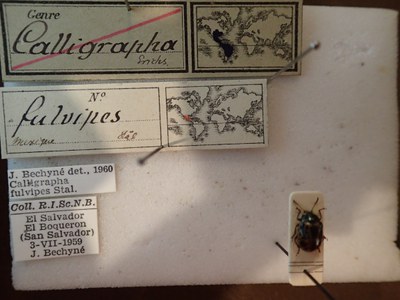 BE-RBINS-ENT Calligrapha fulvipes K33_Calligrapha_093 Label.JPG