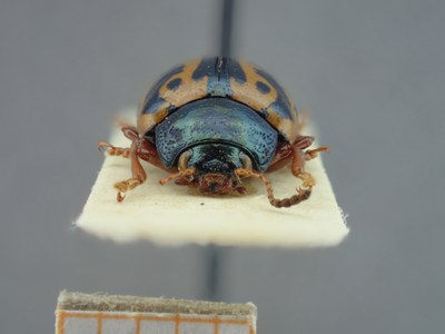 BE-RBINS-ENT Calligrapha fulvipes K33_Calligrapha_094 Frontal.jpg