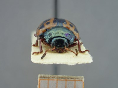BE-RBINS-ENT Calligrapha fulvipes K33_Calligrapha_095 Front.jpg BE-RBINS-ENT Calligrapha fulvipes K33_Calligrapha_095 Front.jpg