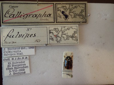 BE-RBINS-ENT Calligrapha fulvipes K33_Calligrapha_095 Label.JPG BE-RBINS-ENT Calligrapha fulvipes K33_Calligrapha_095 Label.JPG
