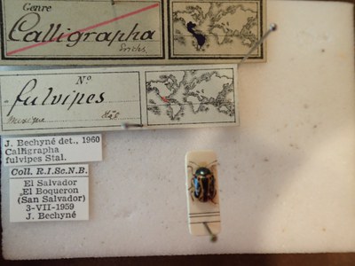 BE-RBINS-ENT Calligrapha fulvipes K33_Calligrapha_098 Label.JPG