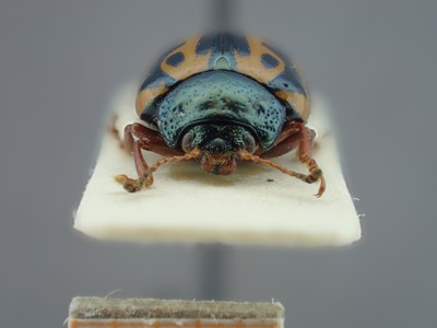 BE-RBINS-ENT Calligrapha fulvipes K33_Calligrapha_111 Frontal.jpg