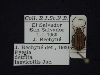 BE-RBINS-ENT Pyesia detrita laevicollis K36_D02_016 Label.JPG