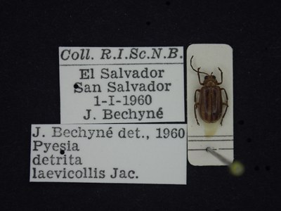 BE-RBINS-ENT Pyesia detrita laevicollis K36_D02_017 Label.JPG