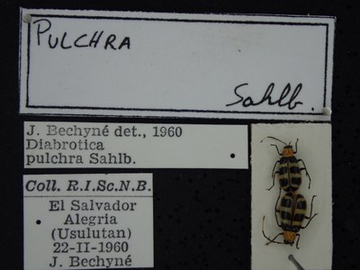 BE-RBINS-ENT Diabrotica pulchra K36_D165_028 Label.JPG