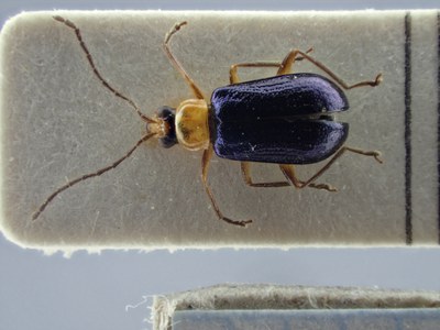 BE-RBINS-ENT Synbrotica semicoerulea K36_D165_174 Dorsal.jpg BE-RBINS-ENT Synbrotica semicoerulea K36_D165_174 Dorsal.jpg