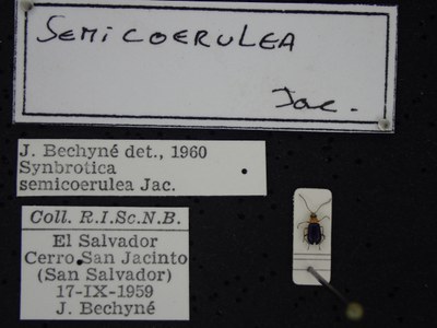 BE-RBINS-ENT Synbrotica semicoerulea K36_D165_174 Label.JPG BE-RBINS-ENT Synbrotica semicoerulea K36_D165_174 Label.JPG
