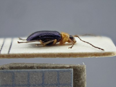 BE-RBINS-ENT Synbrotica semicoerulea K36_D165_174 Lateral.jpg BE-RBINS-ENT Synbrotica semicoerulea K36_D165_174 Lateral.jpg