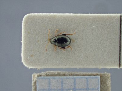 BE-RBINS-ENT Chaetocnema fulvicornis K38_Chaetocnema-con-mex-018 Dorsal.jpg