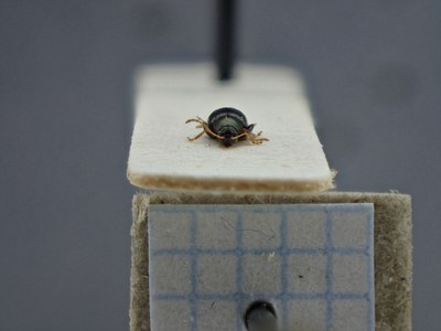 BE-RBINS-ENT Chaetocnema fulvicornis K38_Chaetocnema-con-mex-018 Frontal.jpg